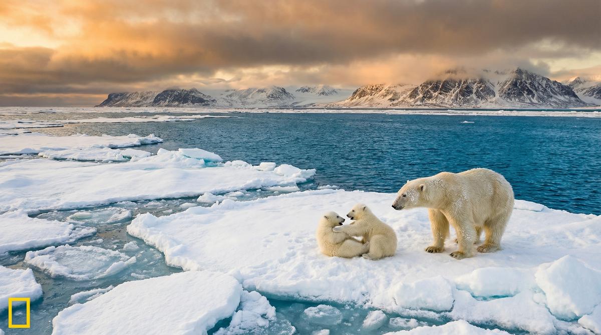 蜜桃传媒北极熊视频